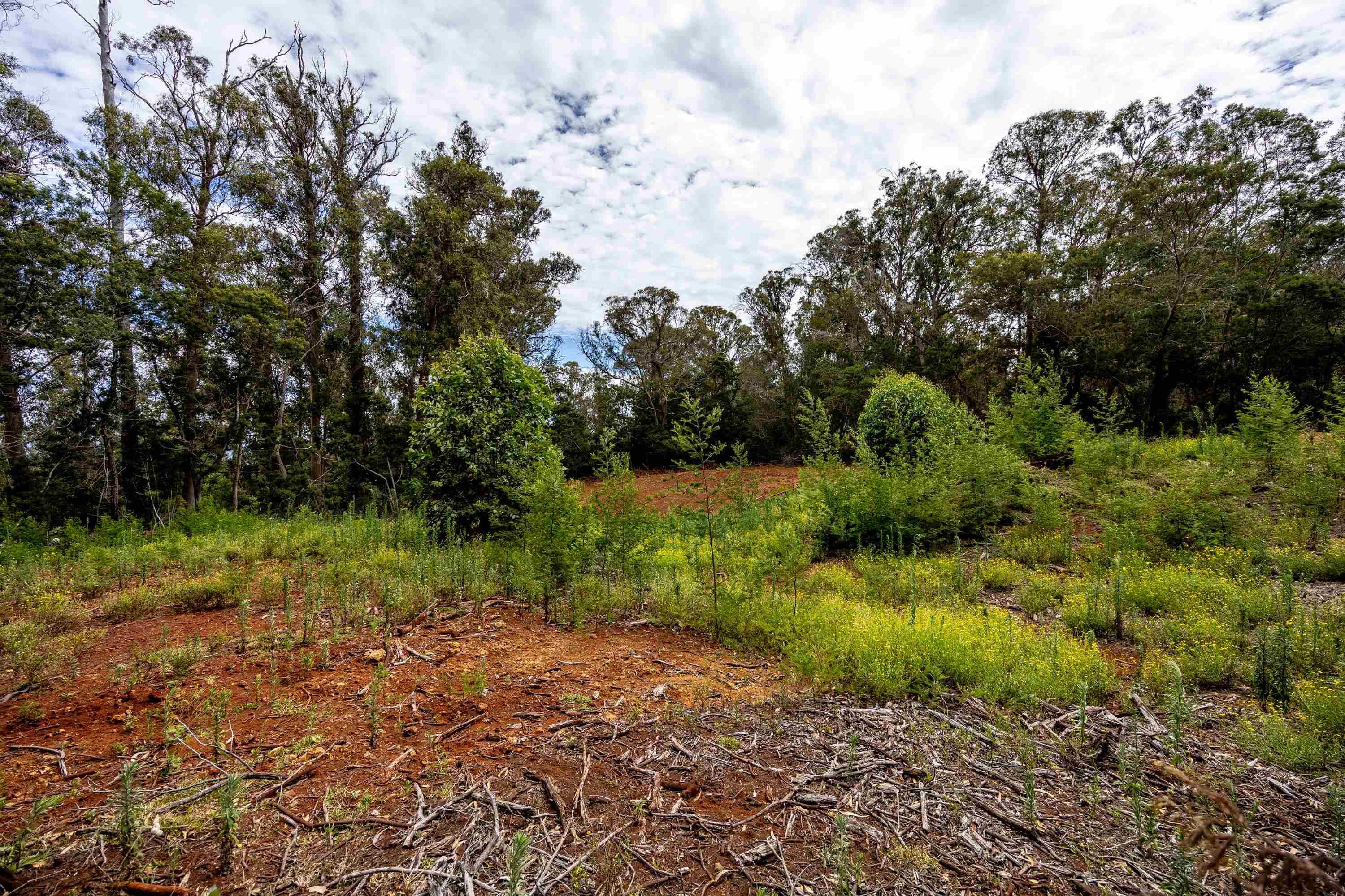 1939 B Piiholo Road, Unit B Makawao, HI 96768 - Photo 13 of 37 a view of a garden with plants and large trees