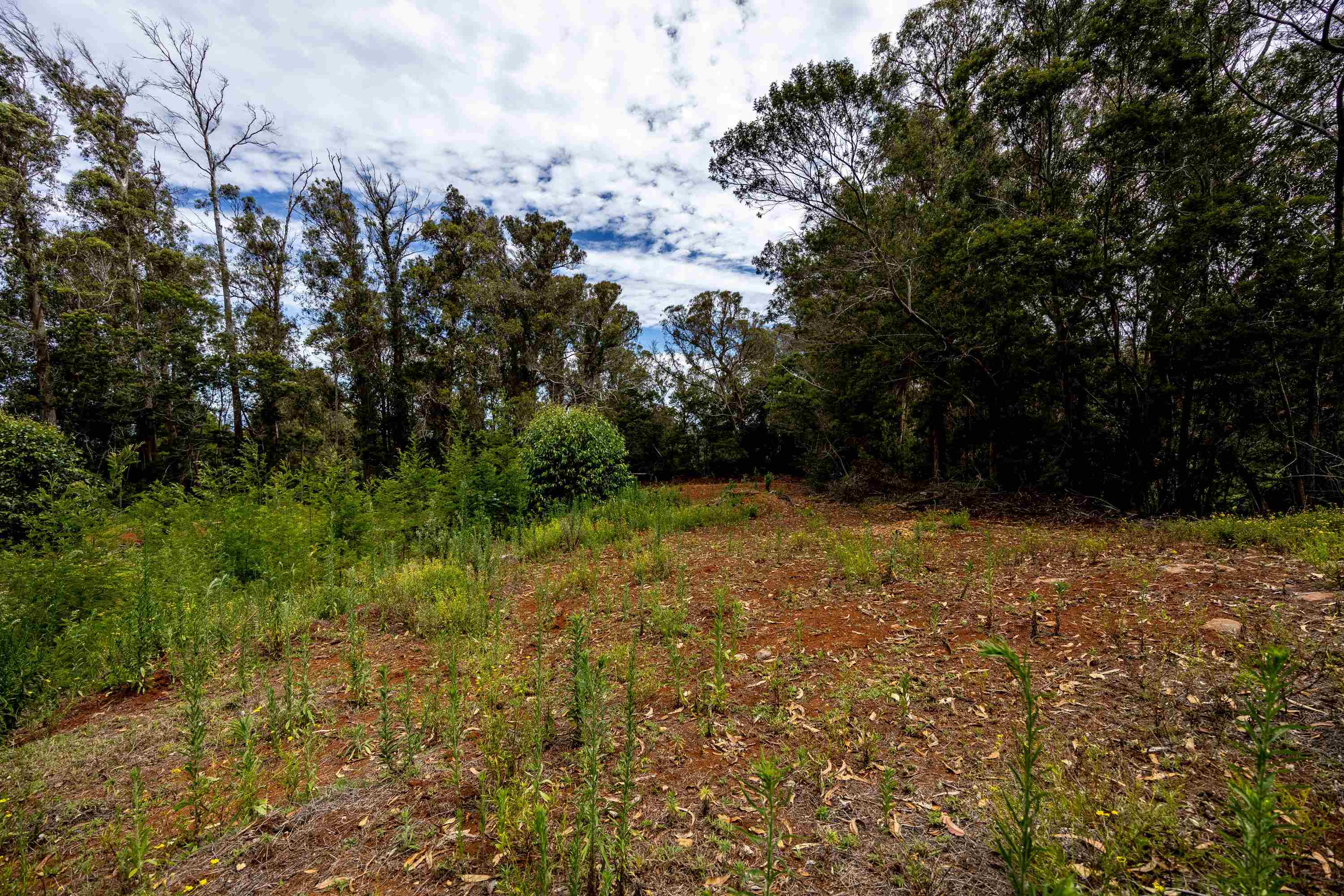 1939 B Piiholo Road, Unit B Makawao, HI 96768 - Photo 15 of 37 a view of outdoor space and trees