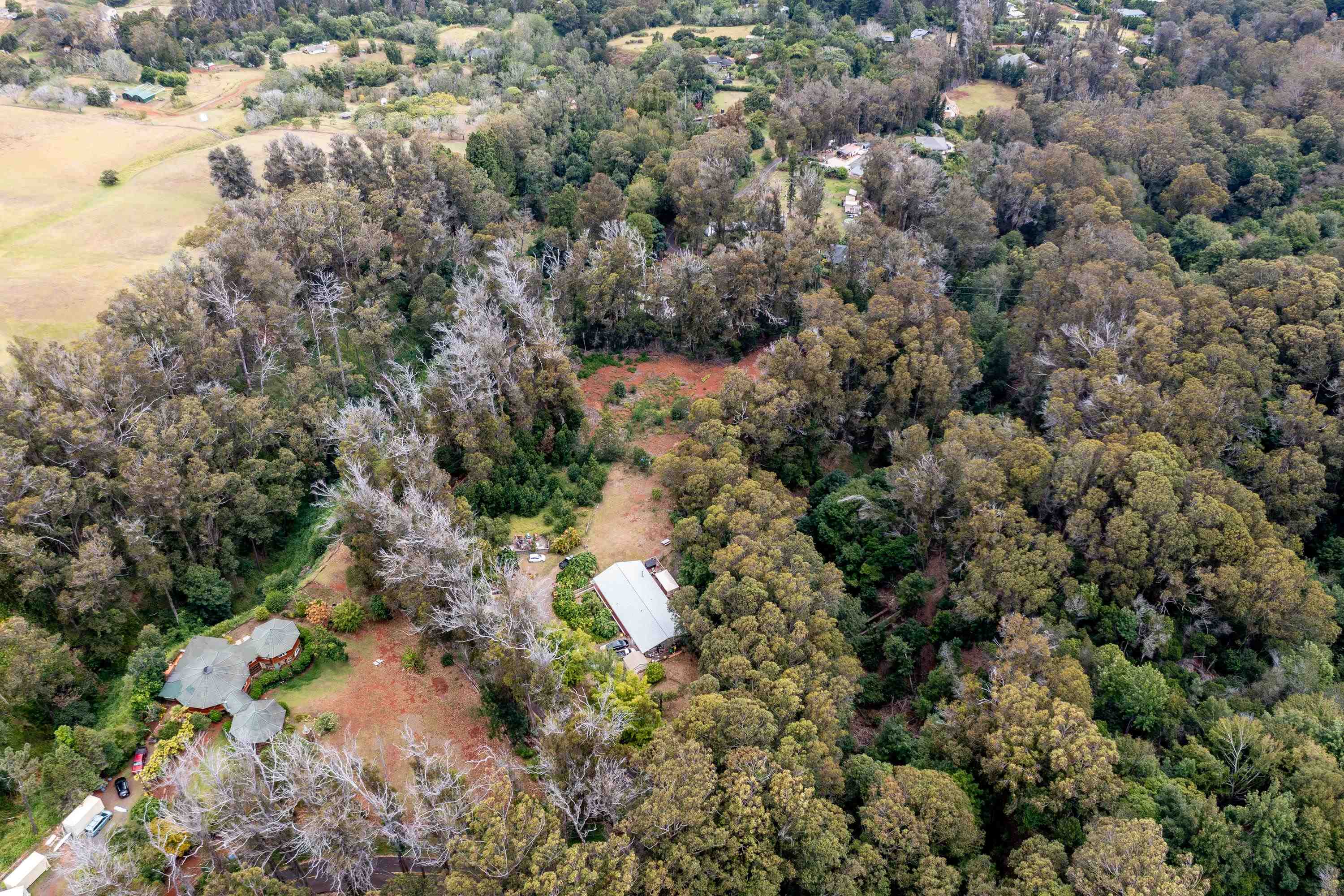1939 B Piiholo Road, Unit B Makawao, HI 96768 - Photo 26 of 37 a view of a forest with a tree