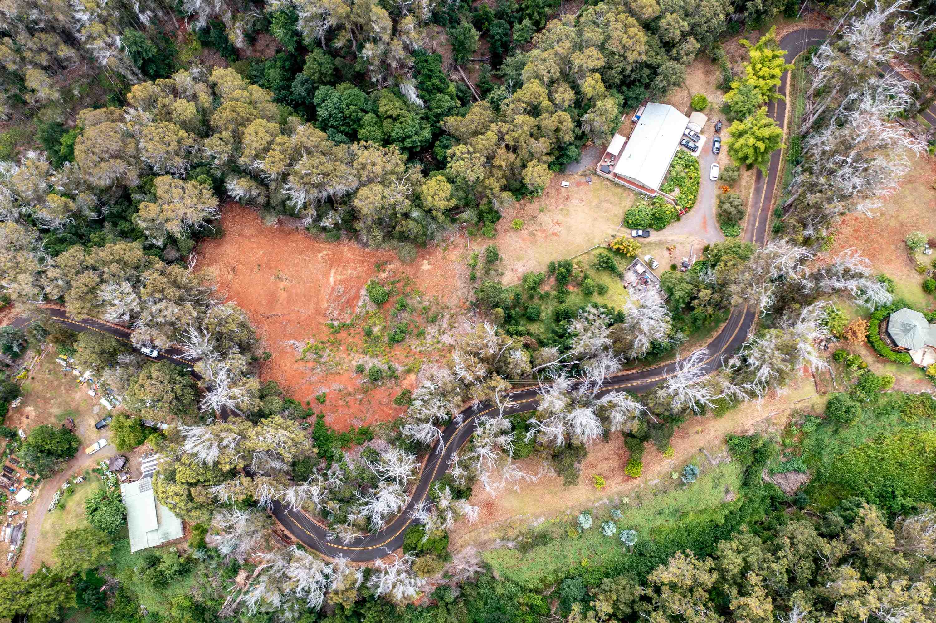 1939 B Piiholo Road, Unit B Makawao, HI 96768 - Photo 33 of 37 a view of a tree in a forest