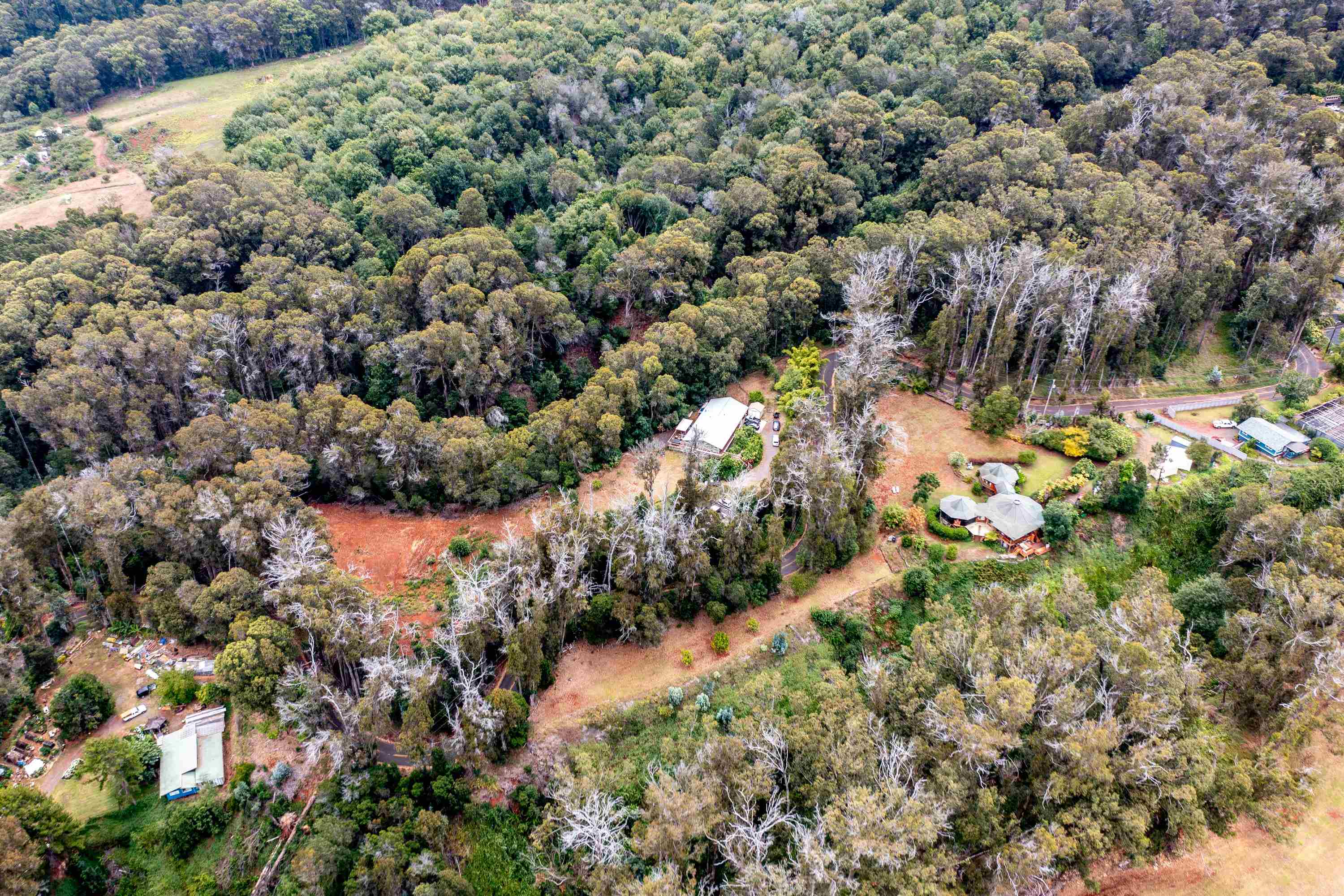 1939 B Piiholo Road, Unit B Makawao, HI 96768 - Photo 34 of 37 a view of a forest with a tree