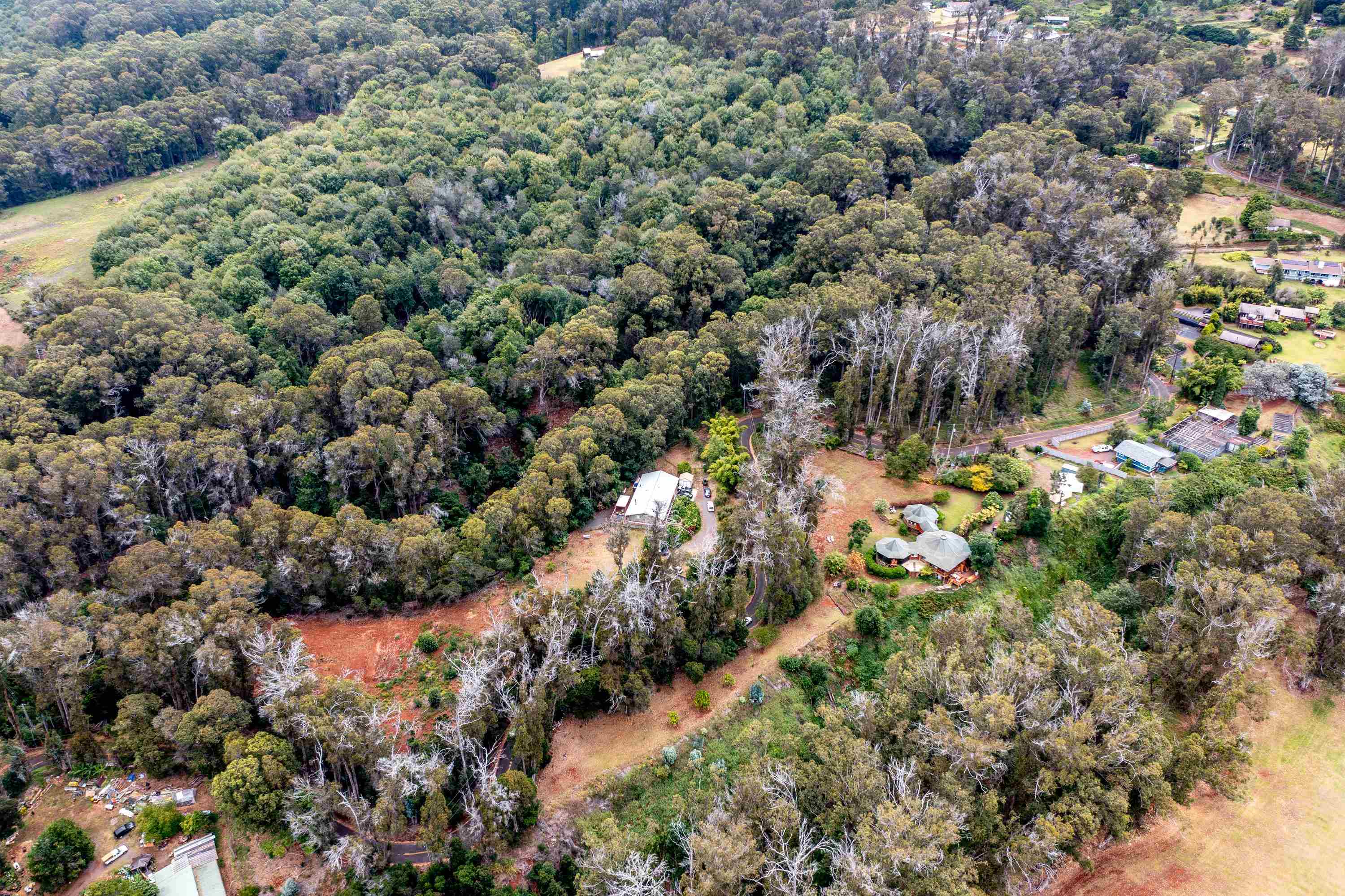 1939 B Piiholo Road, Unit B Makawao, HI 96768 - Photo 35 of 37 a view of a forest with a tree