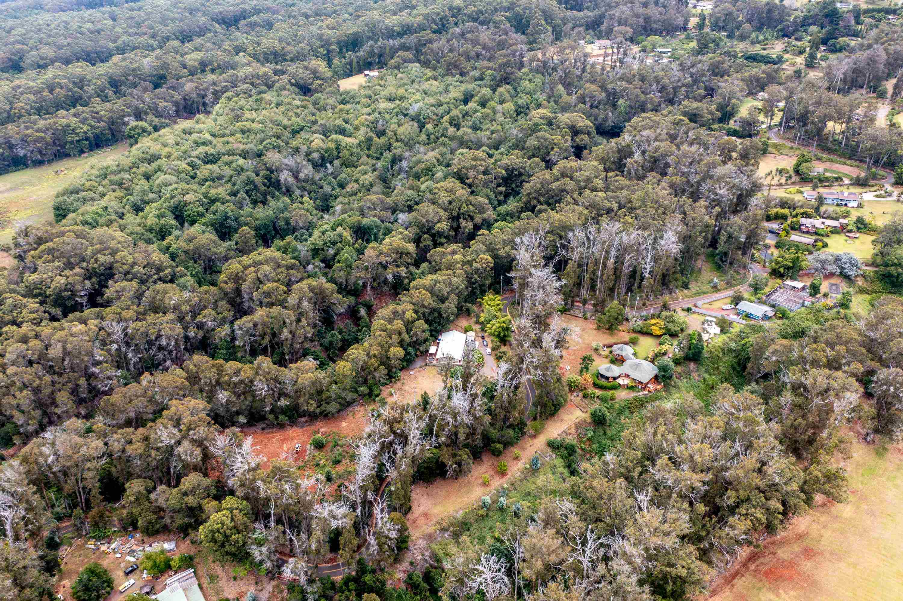 1939 B Piiholo Road, Unit B Makawao, HI 96768 - Photo 37 of 37 a view of a forest with a tree