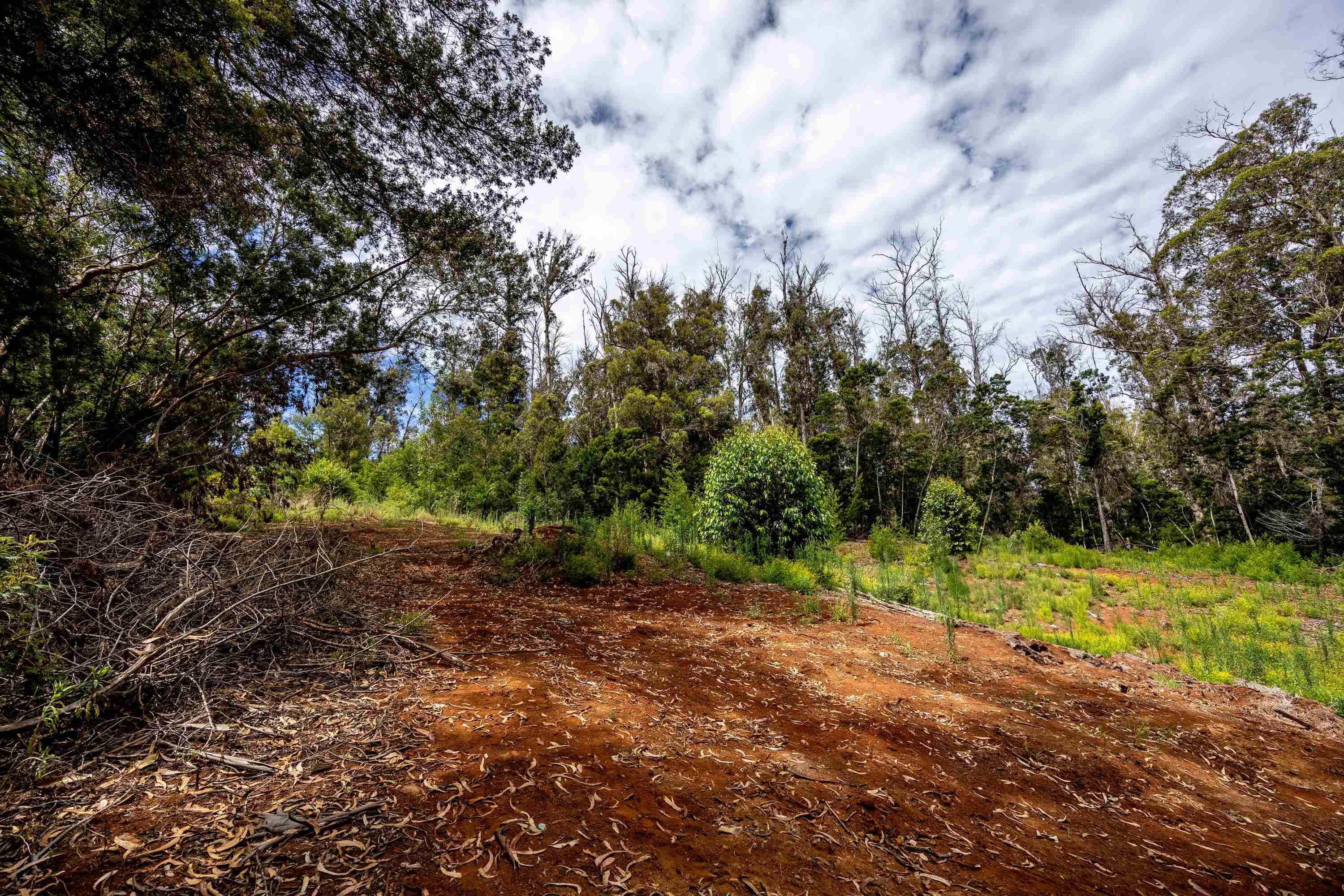 1939 B Piiholo Road, Unit B Makawao, HI 96768 - Photo 4 of 37 a view of outdoor space with trees all around