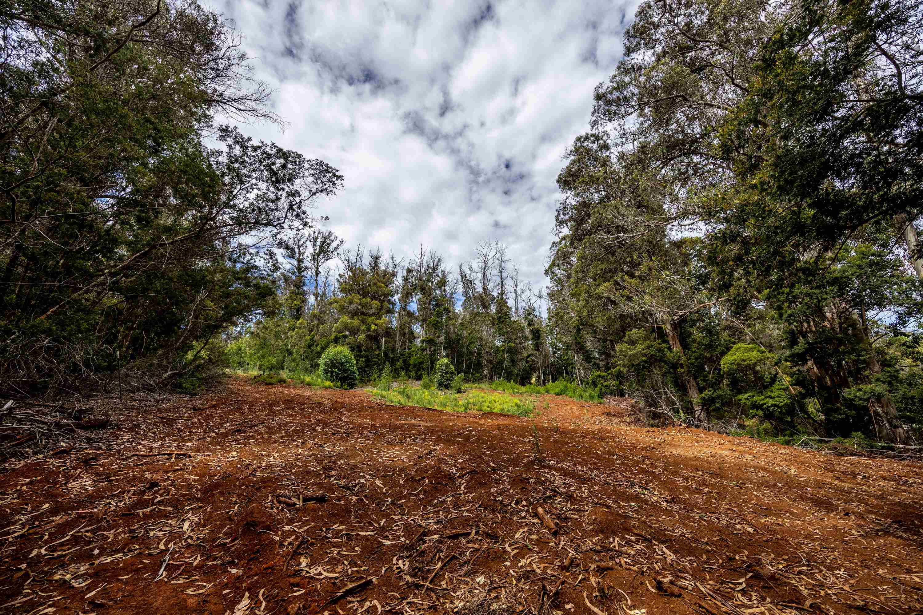 1939 B Piiholo Road, Unit B Makawao, HI 96768 - Photo 7 of 37 a view of a big yard with trees