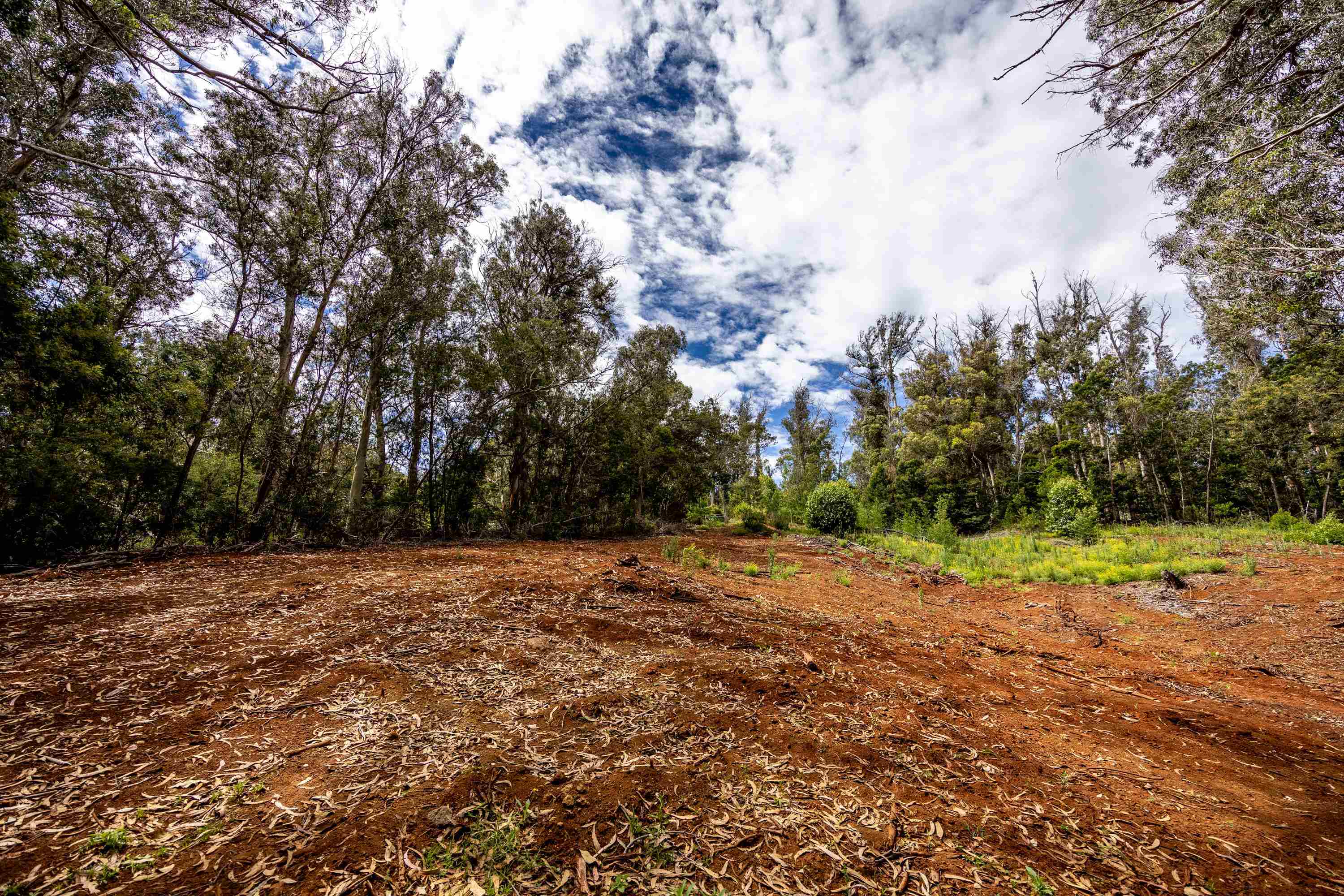 1939 B Piiholo Road, Unit B Makawao, HI 96768 - Photo 8 of 37 a view of a yard with trees
