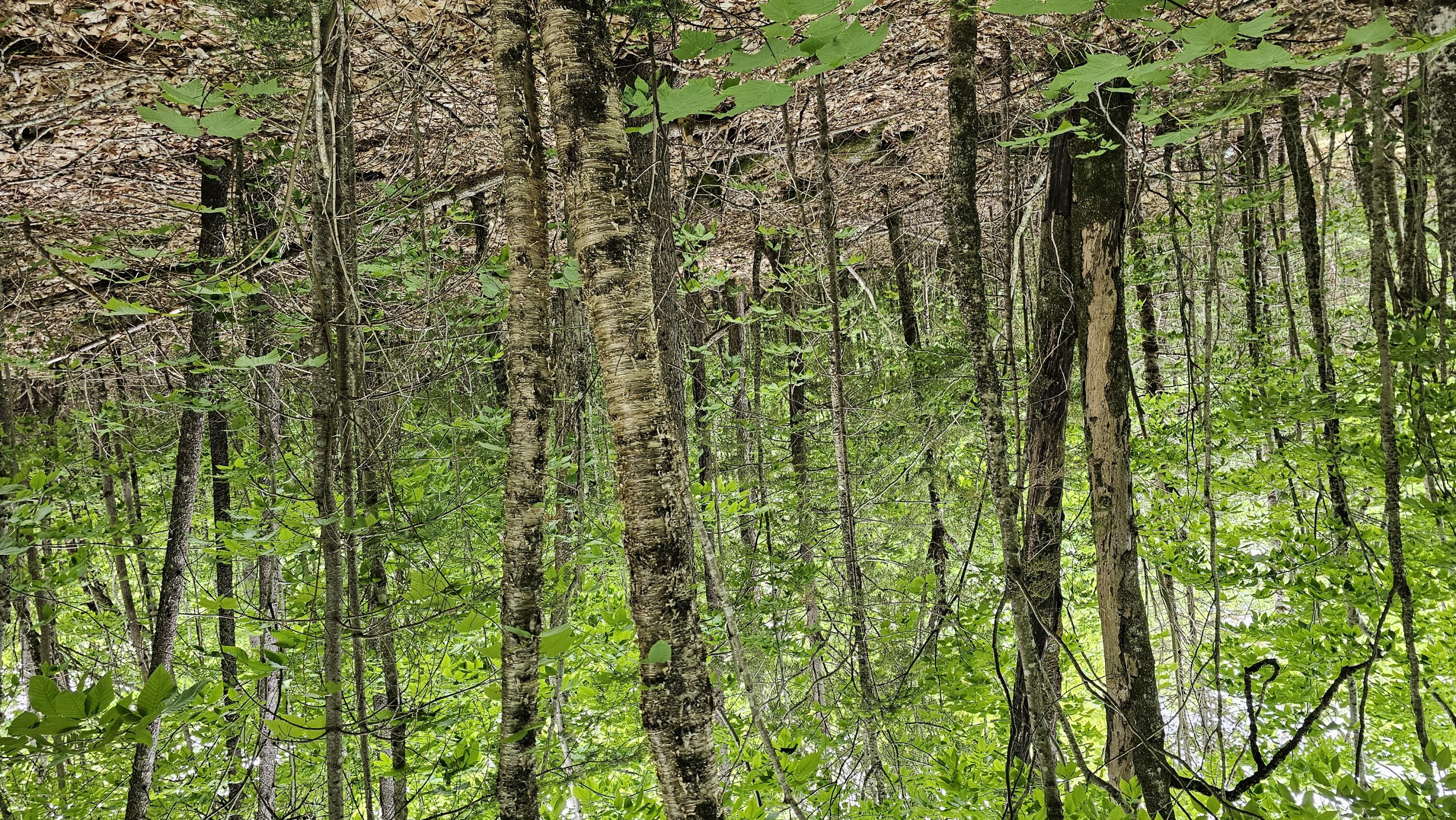 Lot #6 Mill Privilege Road Carroll Plt, ME 04487 - Photo 4 of 47 20240530_150720