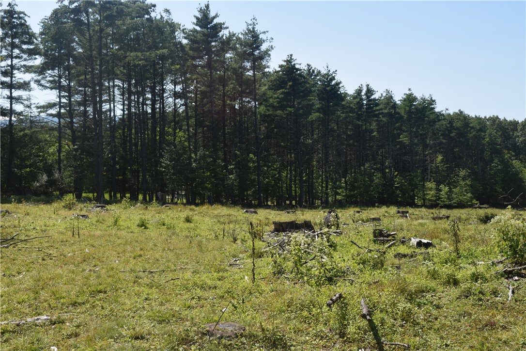 Lot 21 Anthony Road Earlton, NY 12058 - Photo 1 of 14 Mostly cleared building lot or lots