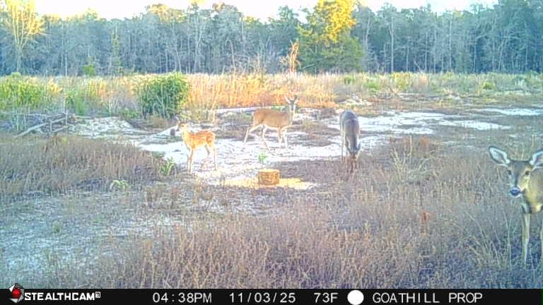 13-acres Goat Hill Road Samson, AL 36477 - Photo 19 of 19