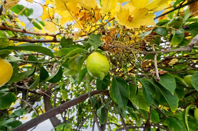 $365,000 | 900 Golden Wheel Park Drive, Unit 66, San Jose, CA 95112