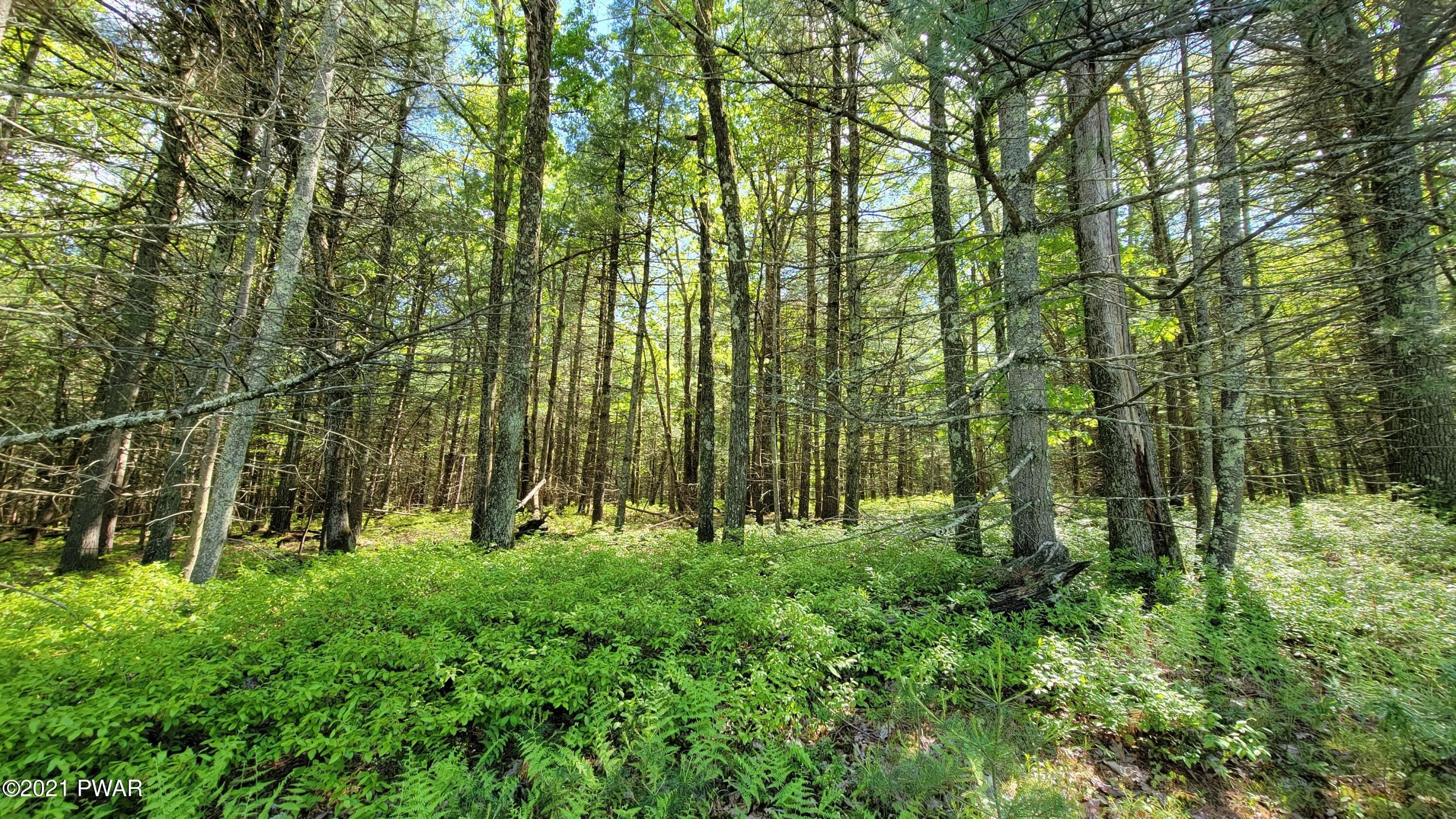 Lot 4 Steges Road Eldred, NY 12732 - Photo 1 of 5 20210531_154745