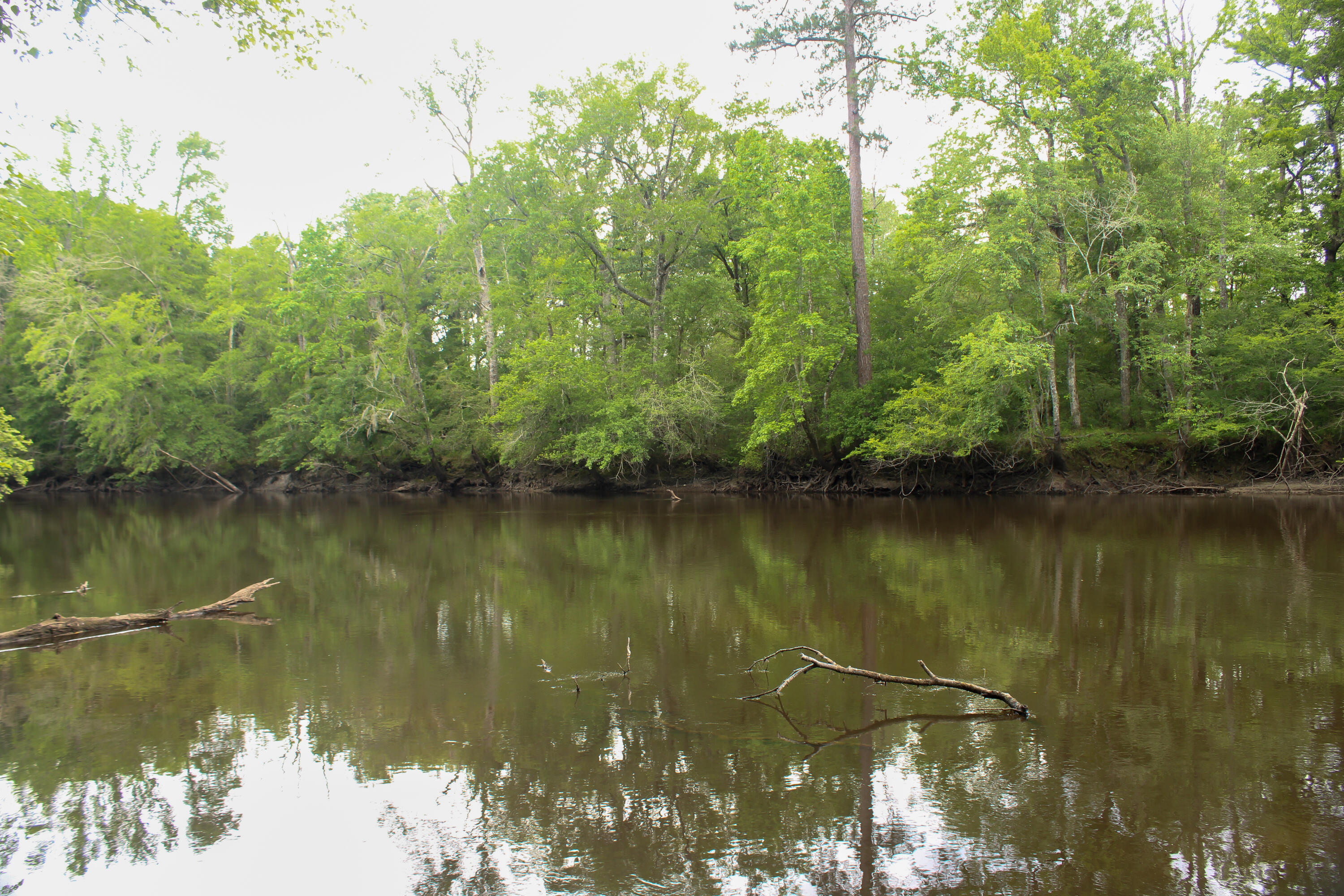 5451 Wire Road Branchville, SC 29432 - Photo 28 of 31