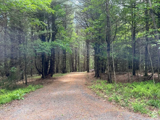a view of a forest with trees in the background