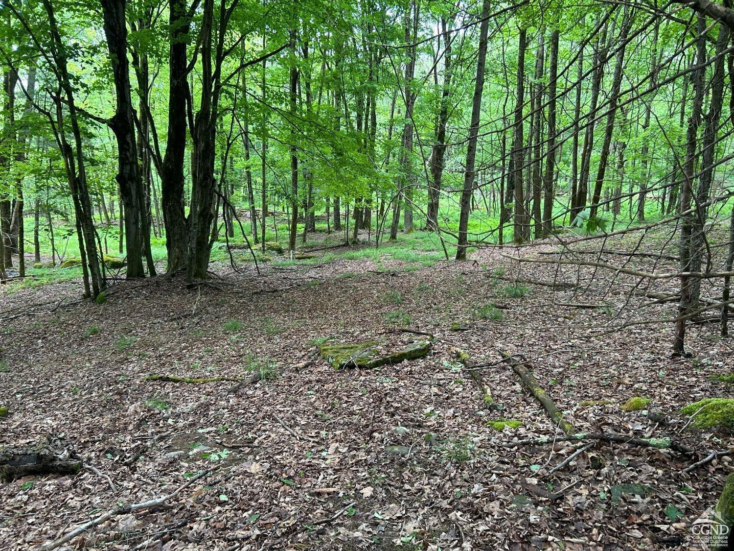0 Vare Road Prattsville, NY 12468 - Photo 4 of 14 a view of a forest with trees in the background