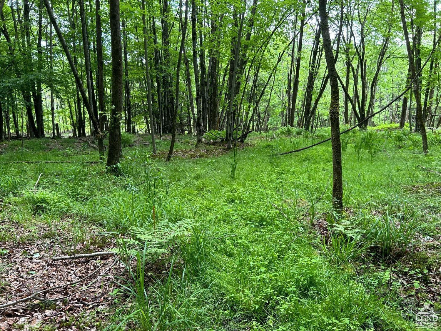 0 Vare Road Prattsville, NY 12468 - Photo 5 of 14 a view of outdoor space with a garden