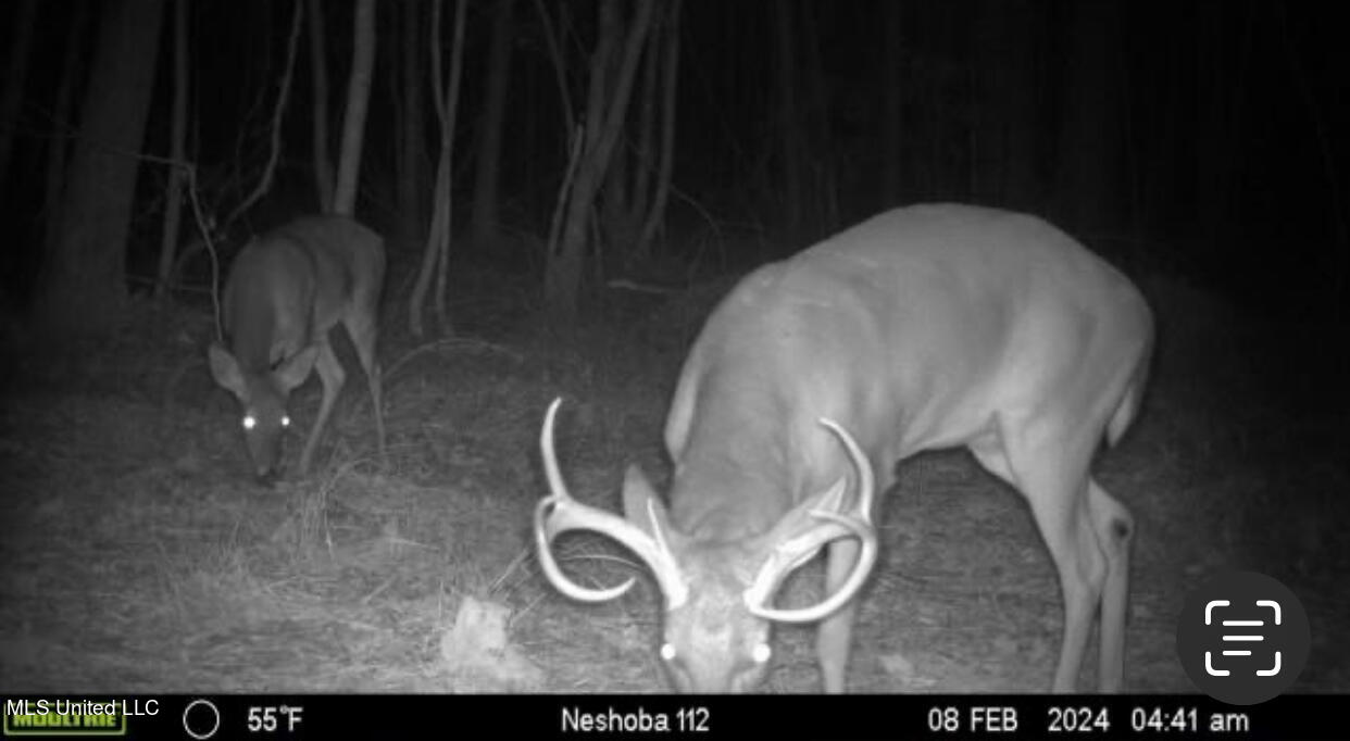 Ms-15 Union, MS 39365 - Photo 3 of 21 IMG_4454
