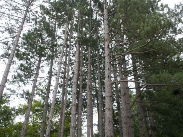 1161 West Harris Lake Road Presque Isle, WI 54557 - Photo 9 of 12 Gallery Image 9