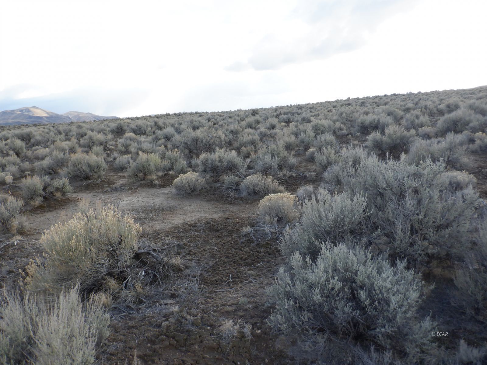 33-3 7th Street Elko, NV 89801 - Photo 13 of 15