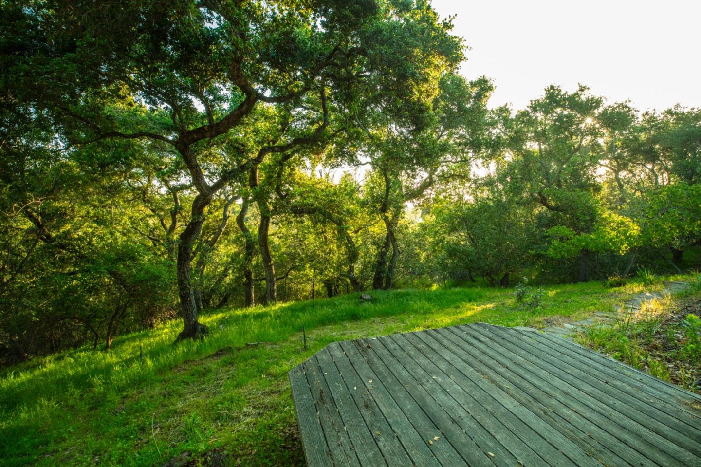 250 Hardwick Road Woodside, CA 94062 - Photo 47 of 65 a view of a yard with plants and large trees