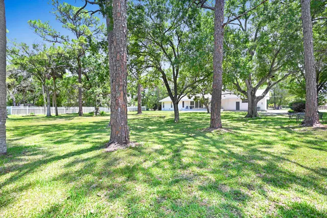 a view of a trees with a big yard