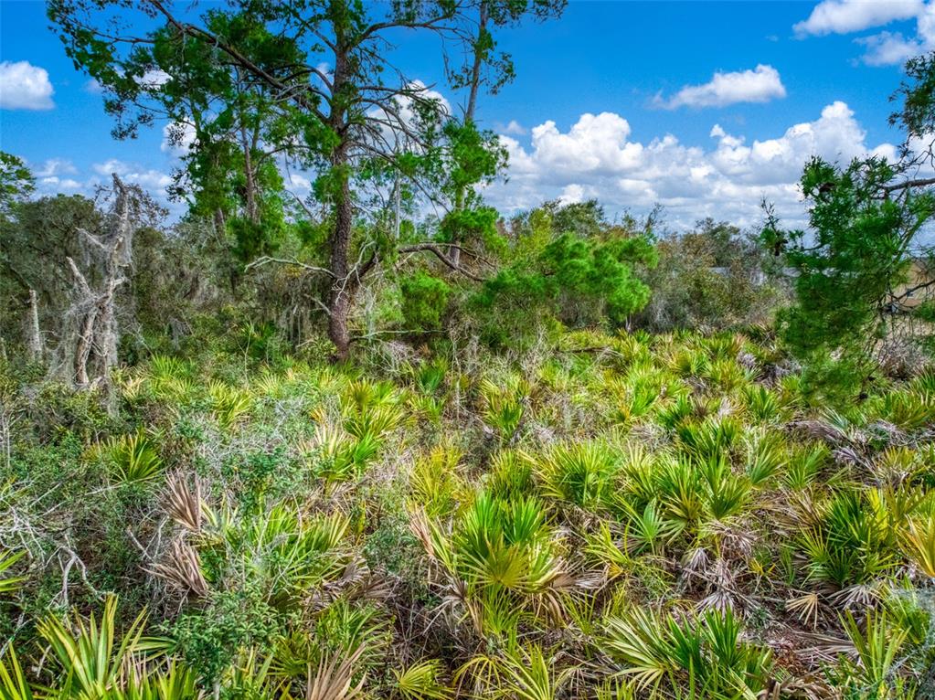 3085 West Scoralick Road Avon Park, FL 33825 - Photo 5 of 16 a view of a bunch of plants