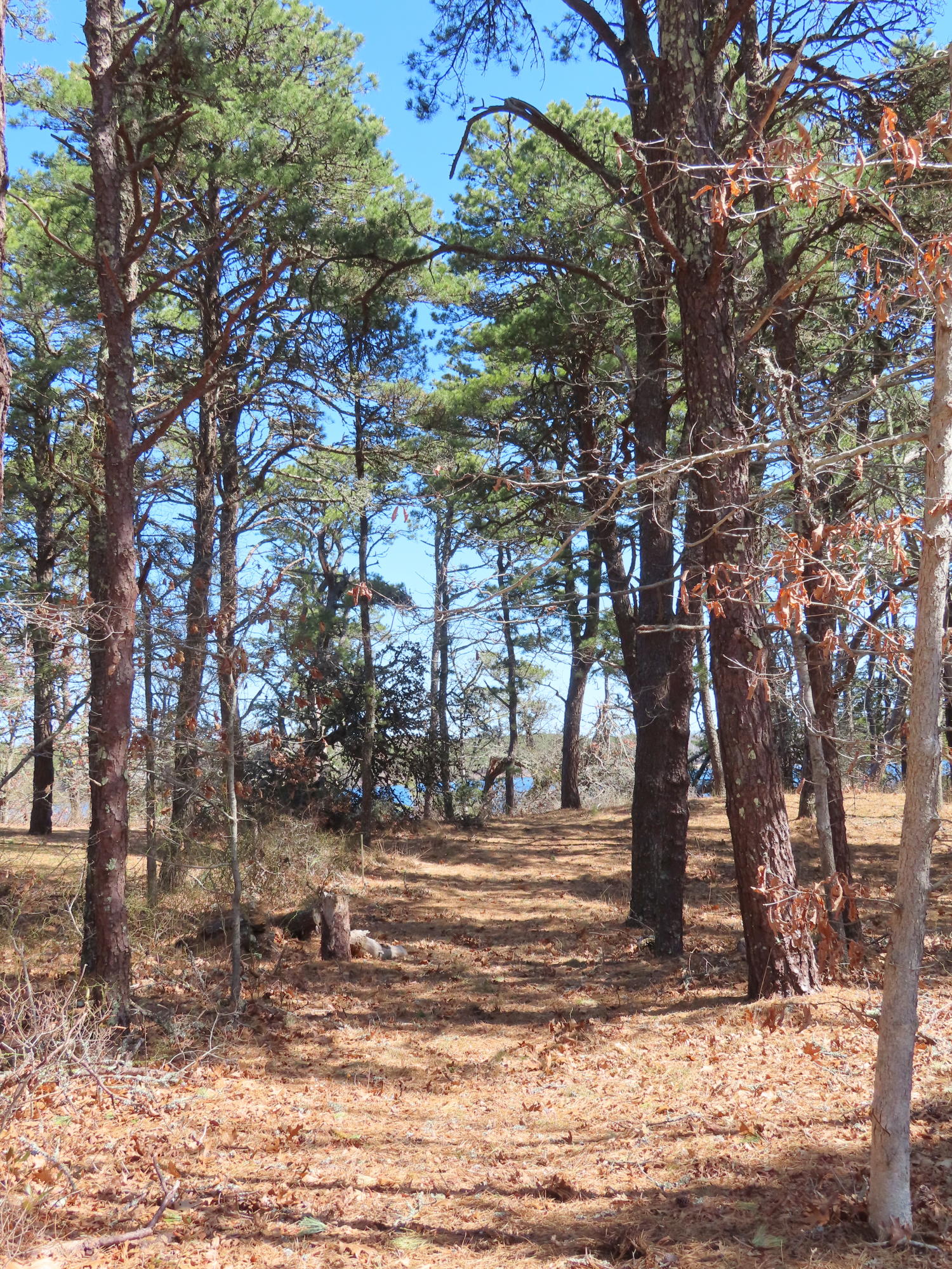 8 Clark's Point Road Eastham, MA 02642 - Photo 30 of 35 a view of a yard with large tree