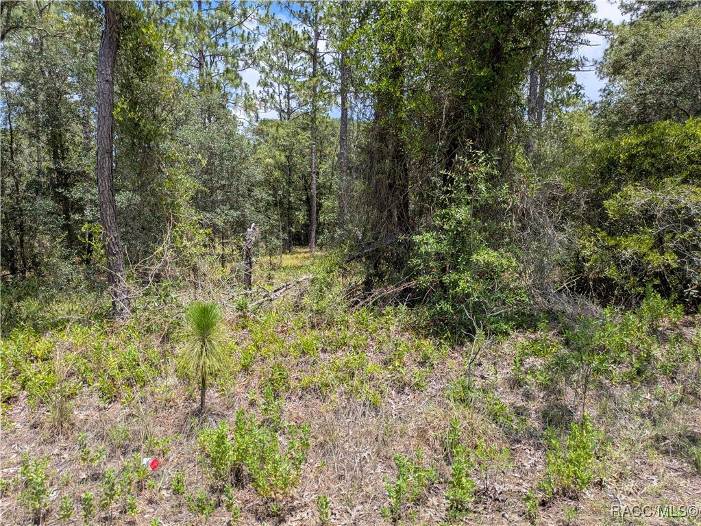 0 Northwest Ridgewood Road Dunnellon, FL 34431 - Photo 3 of 13