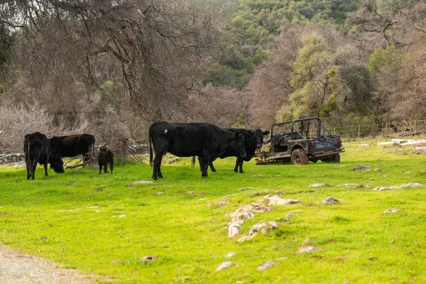 a view of a lush green hillside and a houses