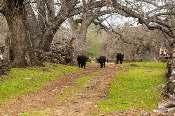 a view of a lake with a big yard