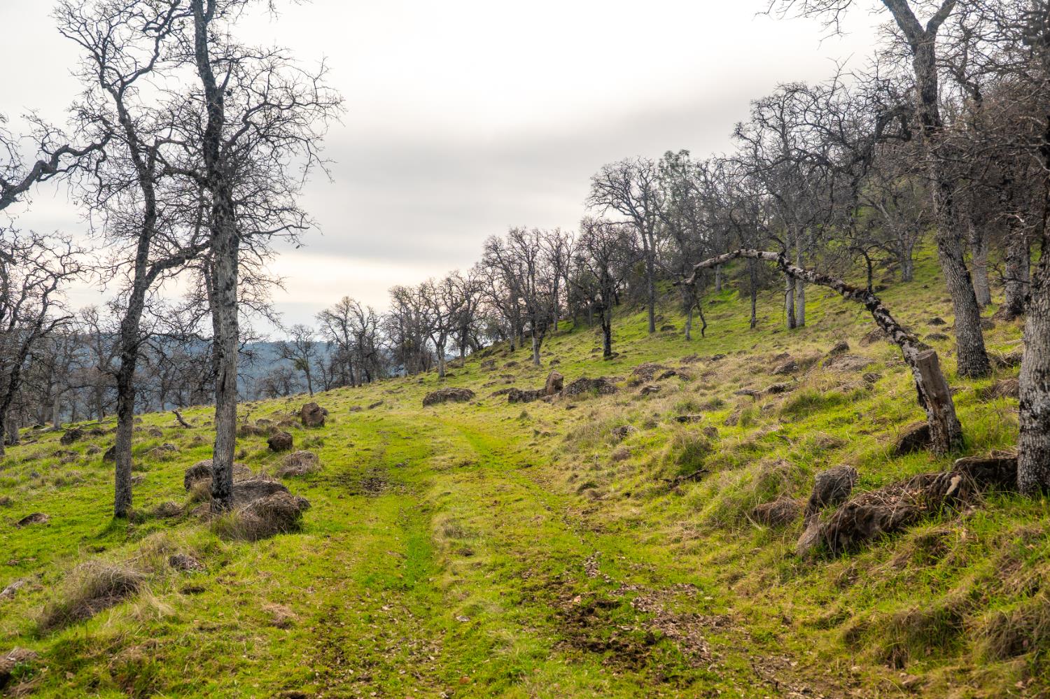 0 Skunk Gulch Road Murphys, CA 95247 - Photo 39 of 67 a view of yard with large trees