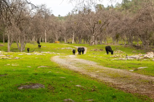 $2,100,000 | 0 Skunk Gulch Road, Murphys, CA 95247