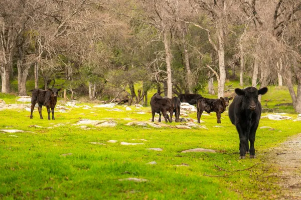 $2,100,000 | 0 Skunk Gulch Road, Murphys, CA 95247