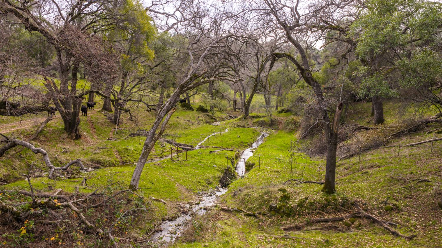 0 Skunk Gulch Road Murphys, CA 95247 - Photo 63 of 67 a view of a yard with plants and trees