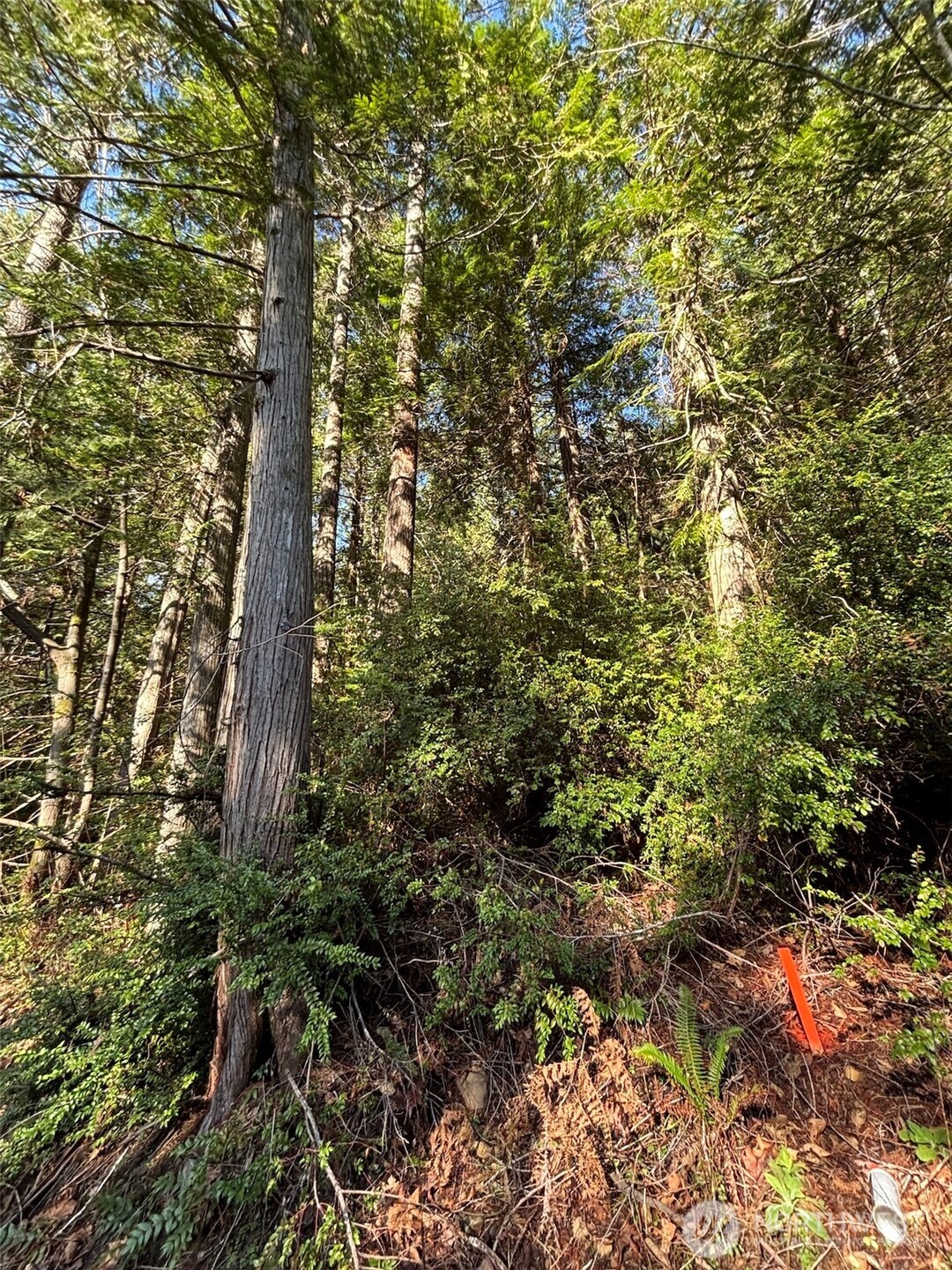 a view of a forest