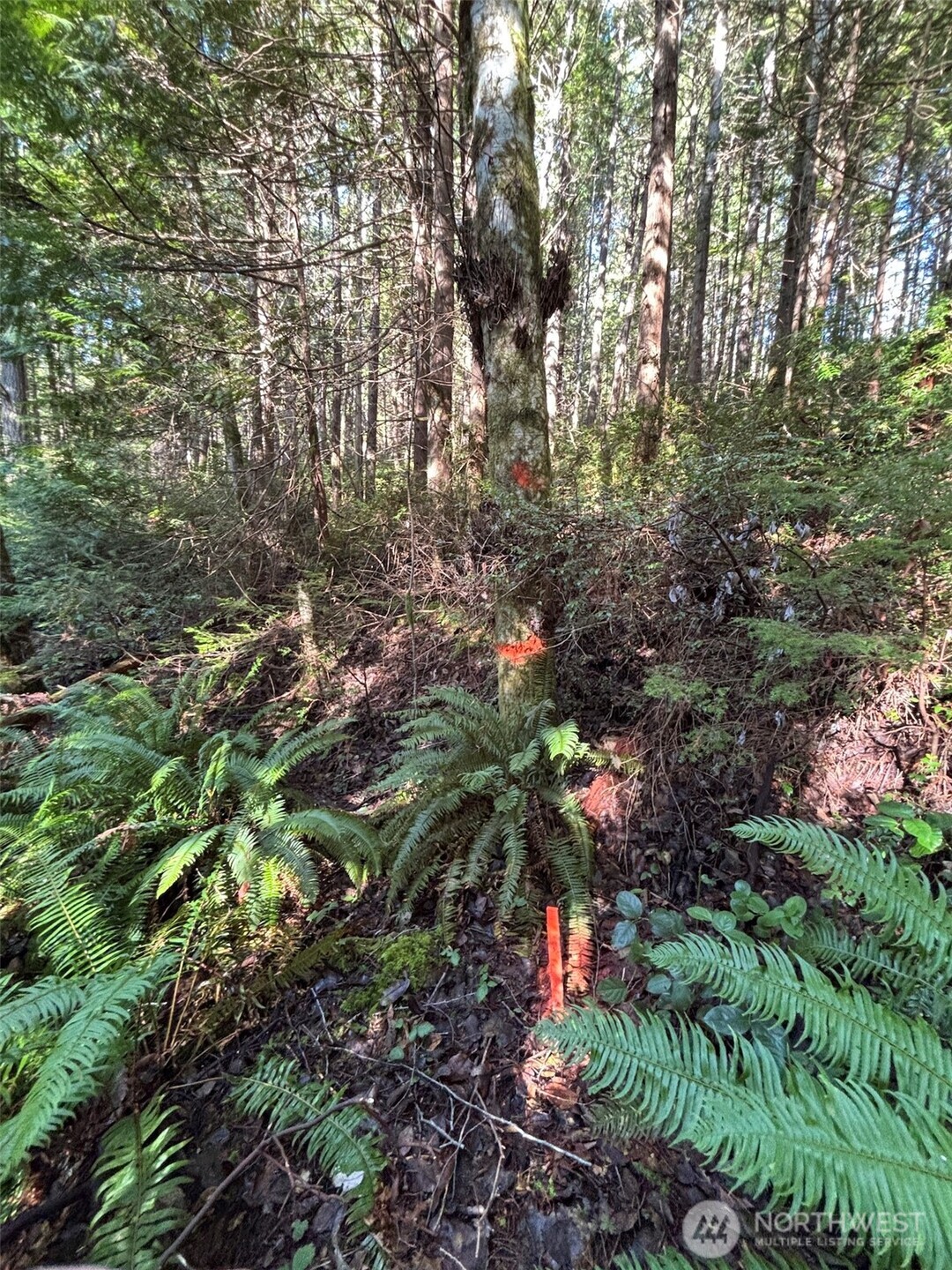 0 Yashi Road Brinnon, WA 98320 - Photo 3 of 4