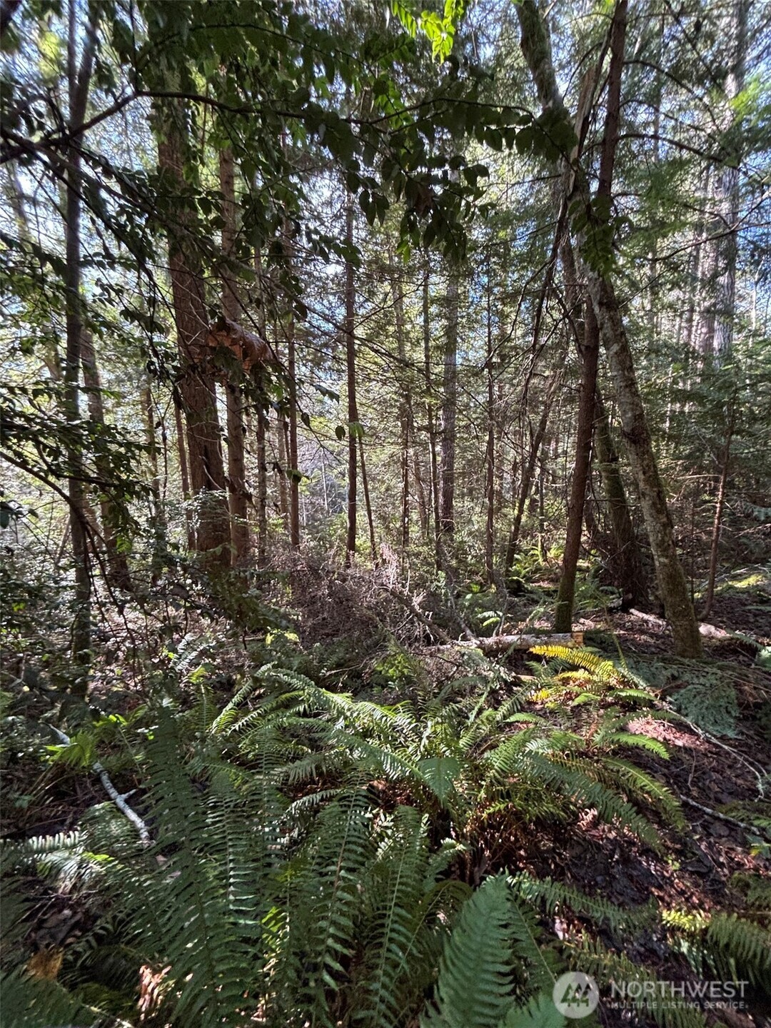 0 Yashi Road Brinnon, WA 98320 - Photo 4 of 4 a view of bushes and trees