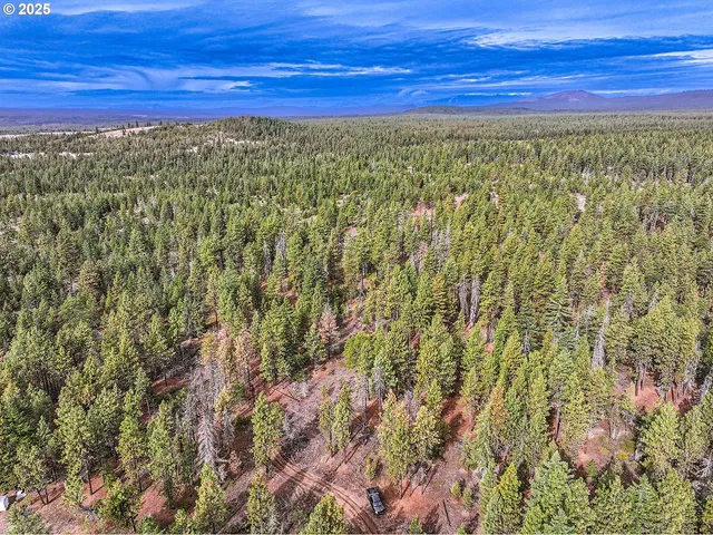 a view of a tree with a plant
