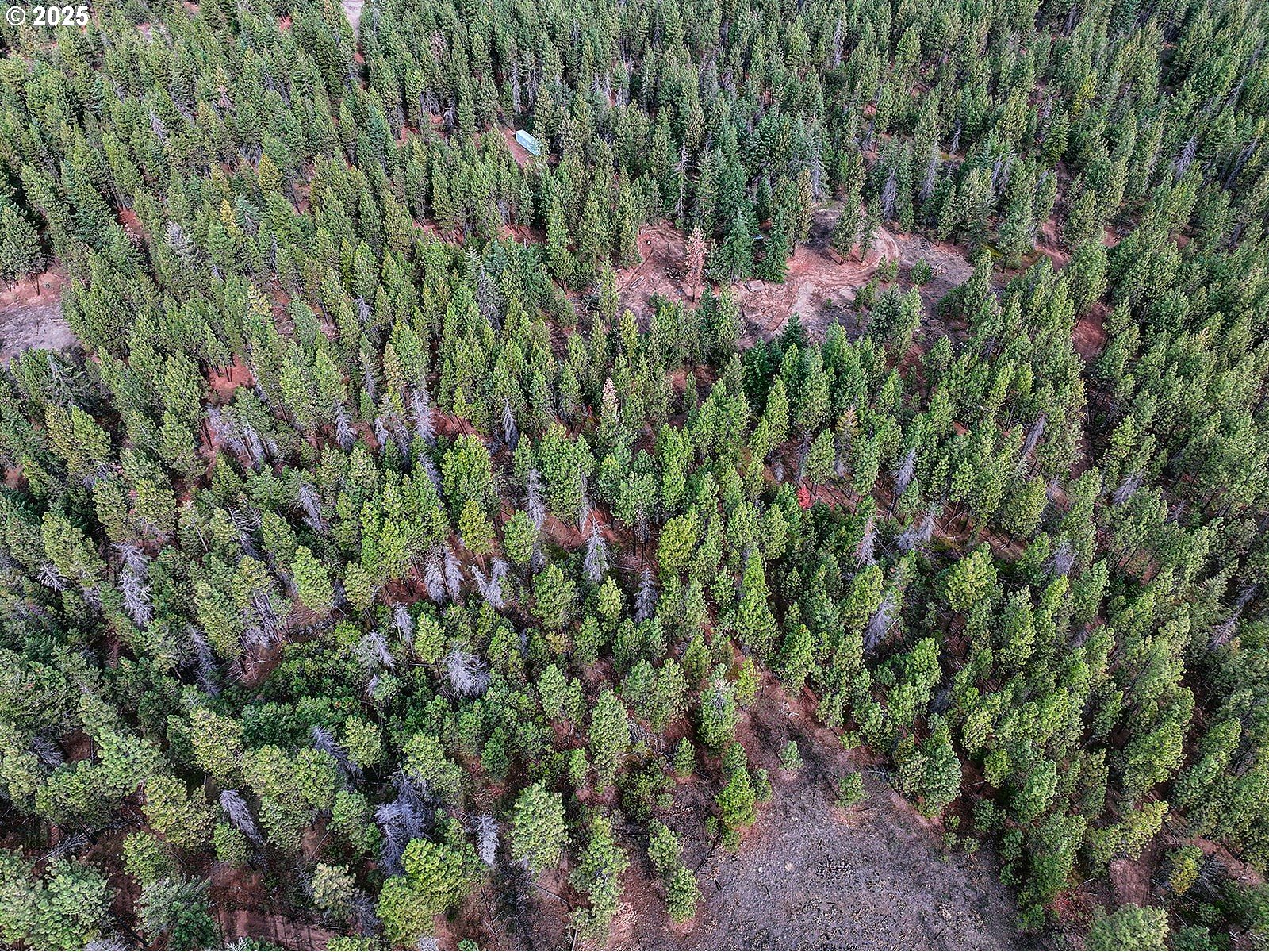 68 Matola Road Goldendale, WA 98620 - Photo 26 of 36 a view of a tree with a plant