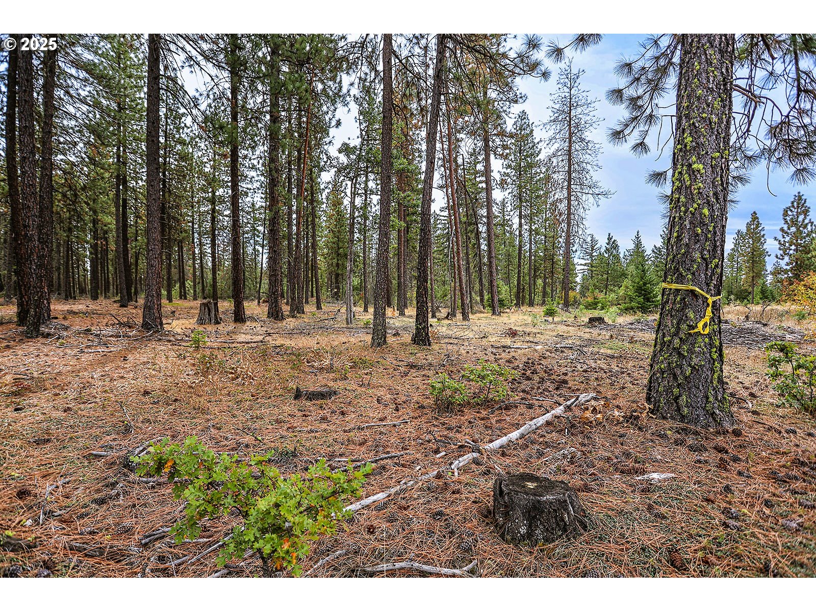 68 Matola Road Goldendale, WA 98620 - Photo 31 of 36 a view of yard