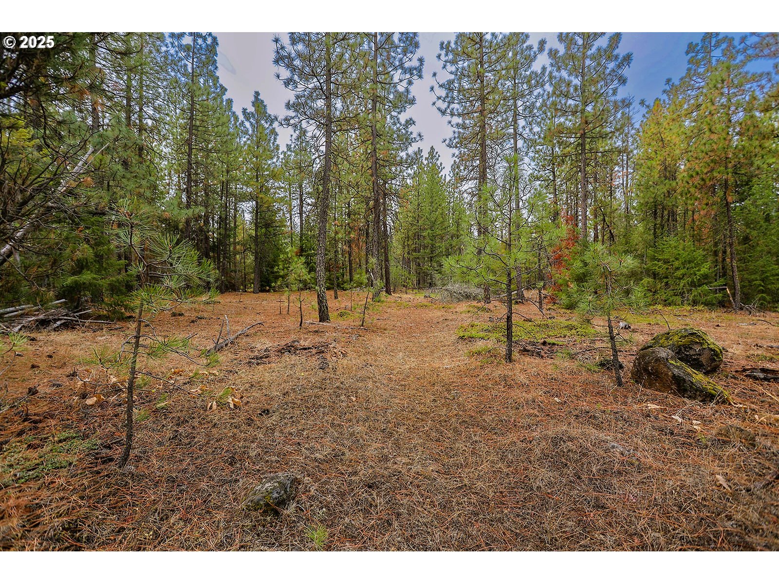 68 Matola Road Goldendale, WA 98620 - Photo 33 of 36 a view of a forest with trees in the background