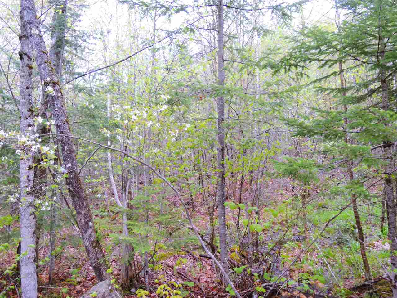 - Wheeler Mountain Road Barton, VT 05822 - Photo 3 of 9 Gallery Image 3