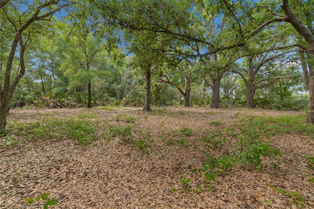 17001 Midas Lane Lutz, FL 33549 - Photo 91 of 100 a view of outdoor space with trees all around