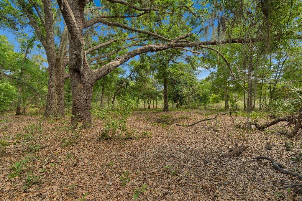 17001 Midas Lane Lutz, FL 33549 - Photo 92 of 100 a view of a yard with a tree