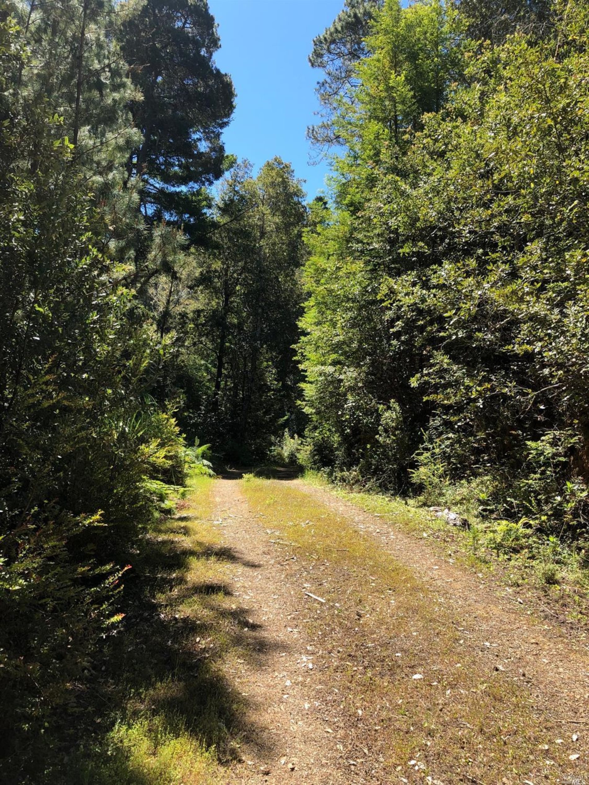 25715 Tenmile Road Point Arena, CA 95468 - Photo 1 of 1 a view of a yard with a tree