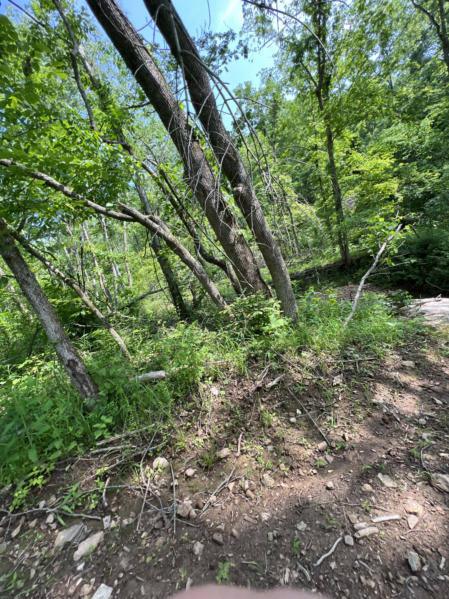 10119 Ed Lyell Road Lyles, TN 37098 - Photo 12 of 55 a view of a yard with plants and a large tree