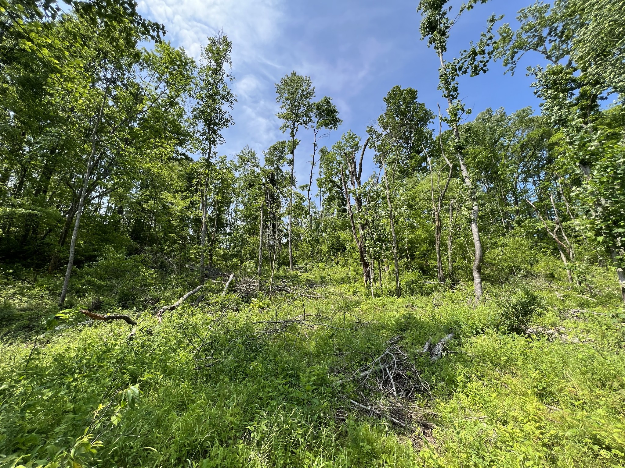 10119 Ed Lyell Road Lyles, TN 37098 - Photo 19 of 55 a view of a garden