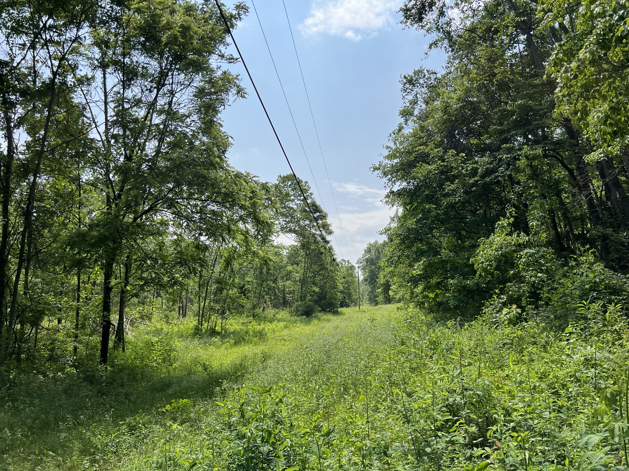 10119 Ed Lyell Road Lyles, TN 37098 - Photo 21 of 55 a view of a lush green forest