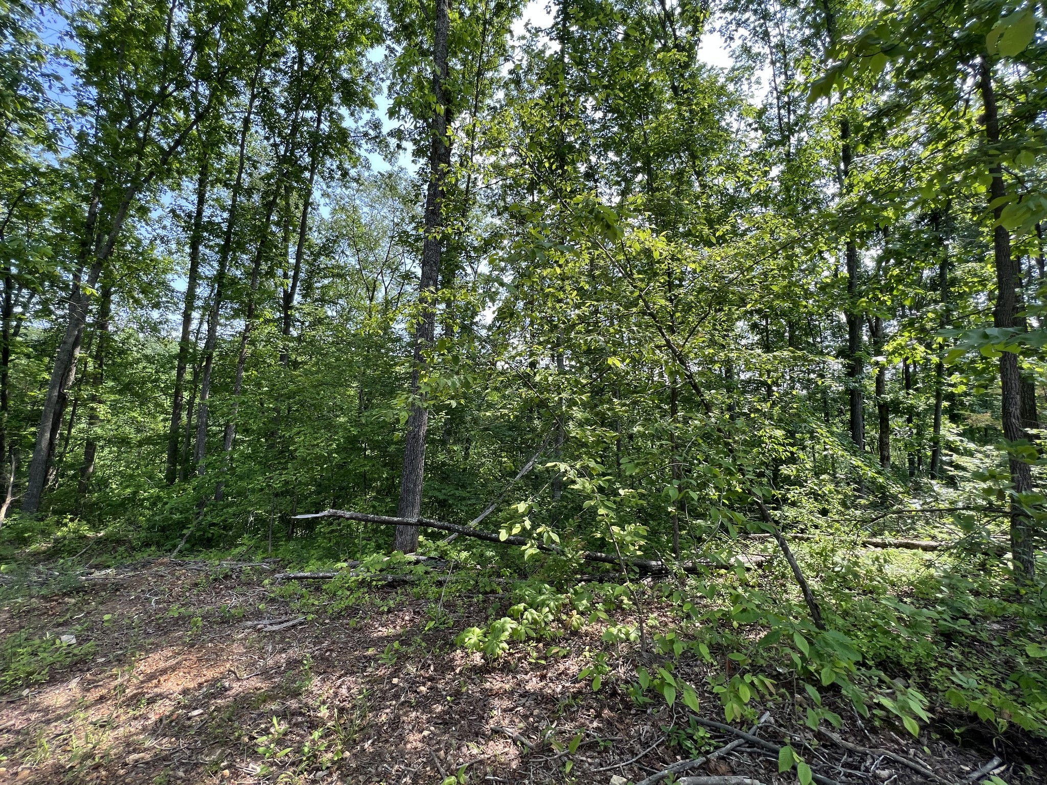 10119 Ed Lyell Road Lyles, TN 37098 - Photo 22 of 55 a backyard of a house with lots of swings