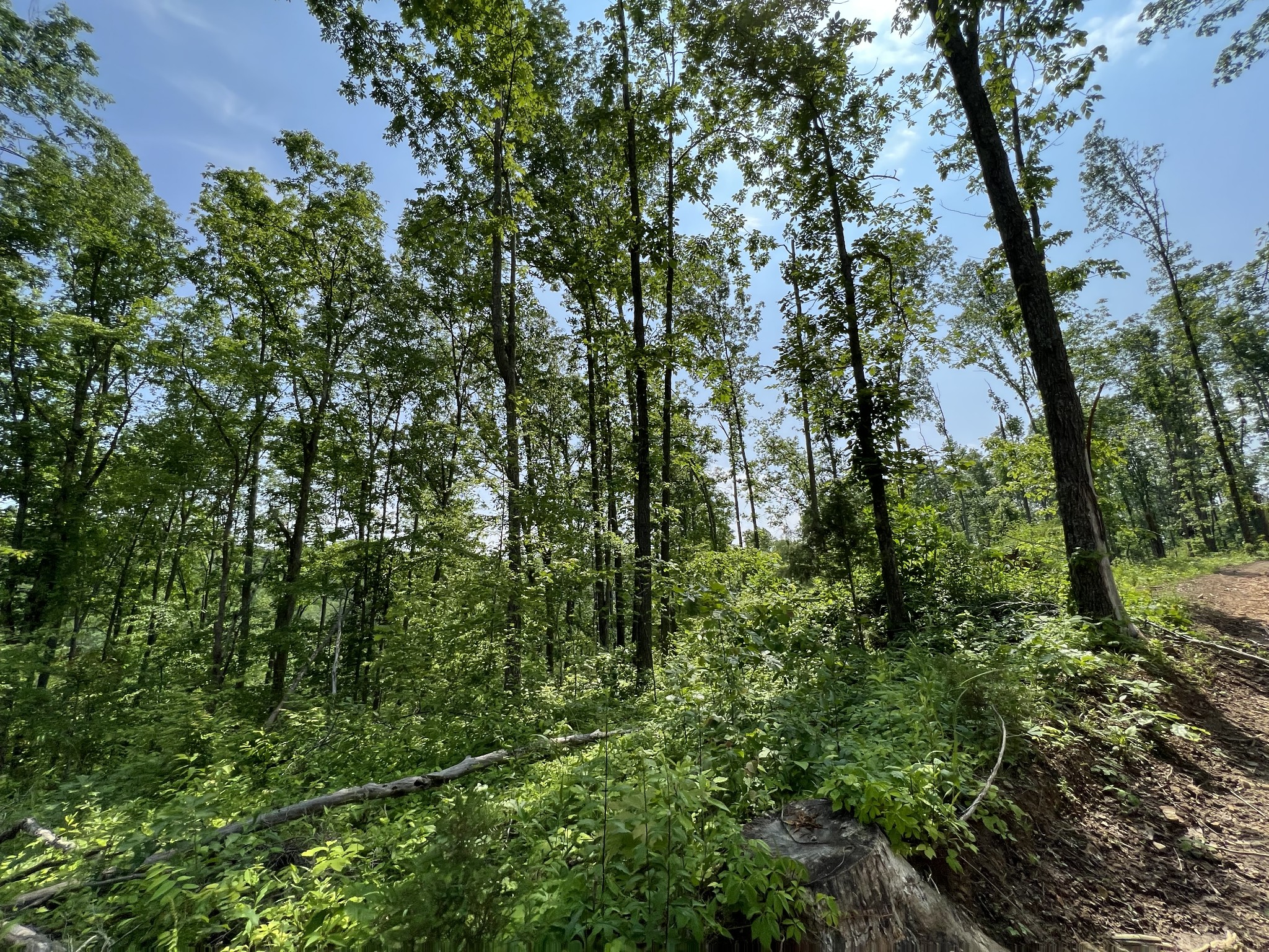 10119 Ed Lyell Road Lyles, TN 37098 - Photo 25 of 55 a view of a forest with lots of trees