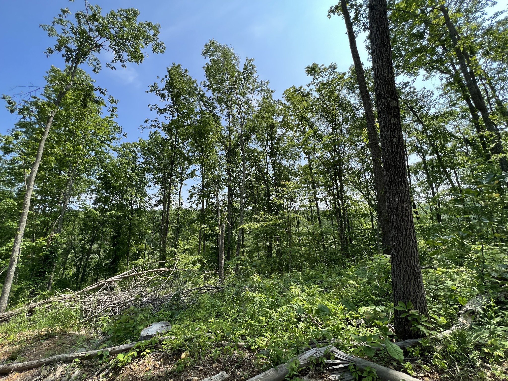 10119 Ed Lyell Road Lyles, TN 37098 - Photo 26 of 55 a view of a forest with a tree